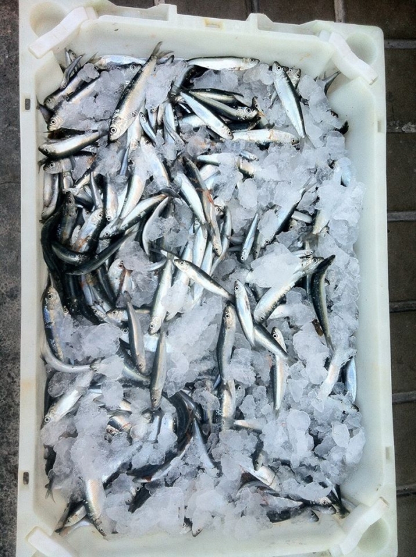 La Temporada de Sardinillas comienza a mediados del mes de abril.